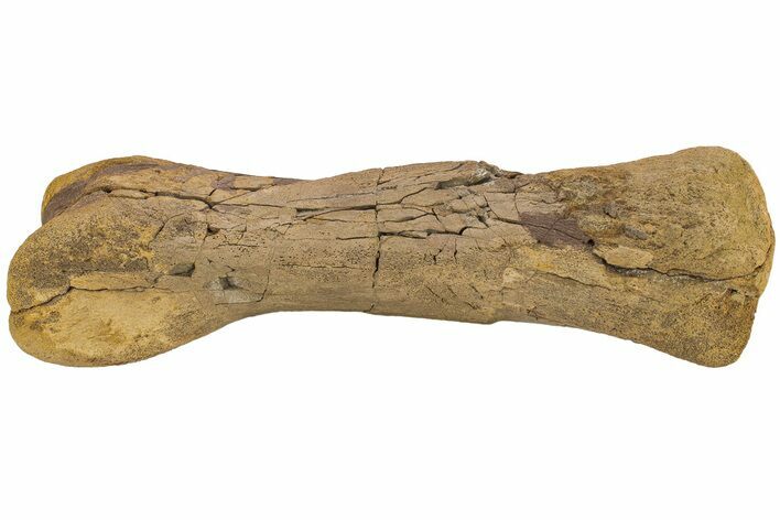 Hadrosaur (Edmontosaurus) Metatarsal - Wyoming #233811